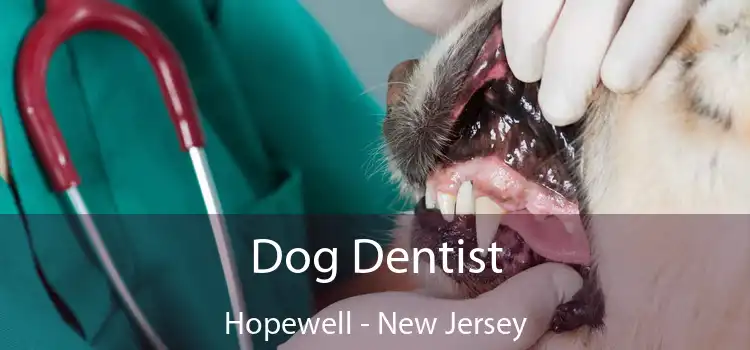 Dog Dentist Hopewell - New Jersey