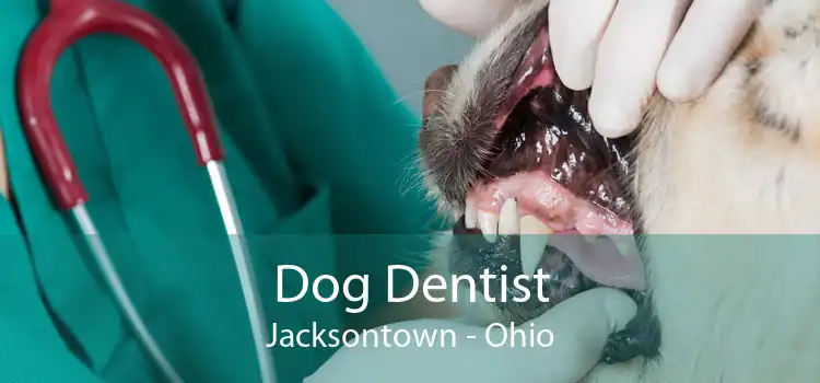Dog Dentist Jacksontown - Ohio