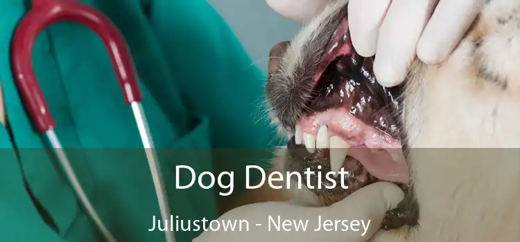 Dog Dentist Juliustown - New Jersey