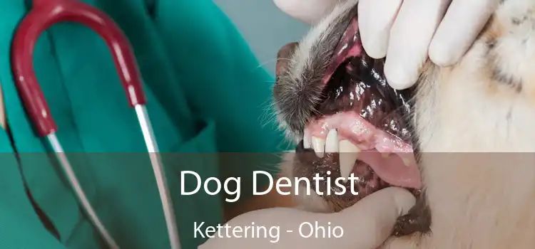 Dog Dentist Kettering - Ohio