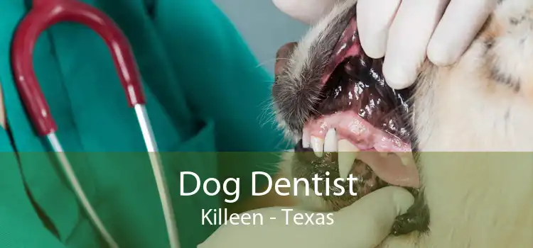 Dog Dentist Killeen - Texas