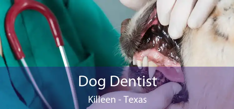 Dog Dentist Killeen - Texas