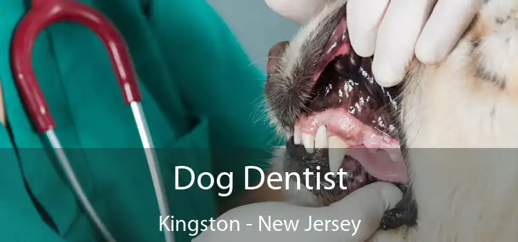 Dog Dentist Kingston - New Jersey