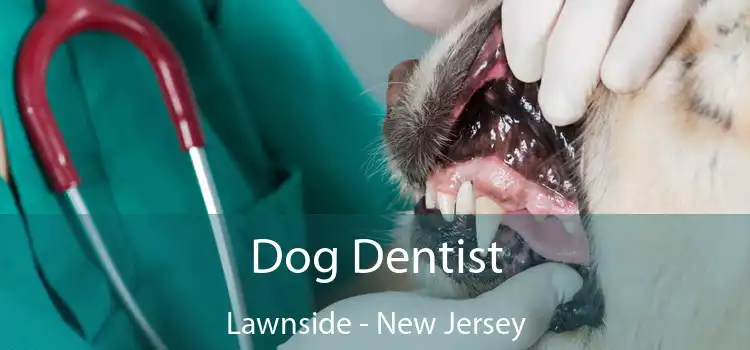 Dog Dentist Lawnside - New Jersey