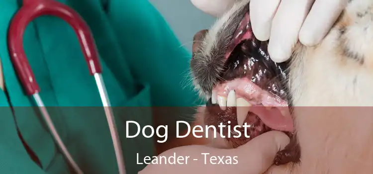 Dog Dentist Leander - Texas