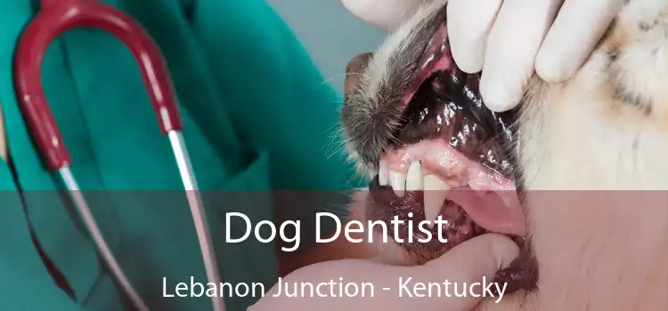 Dog Dentist Lebanon Junction - Kentucky