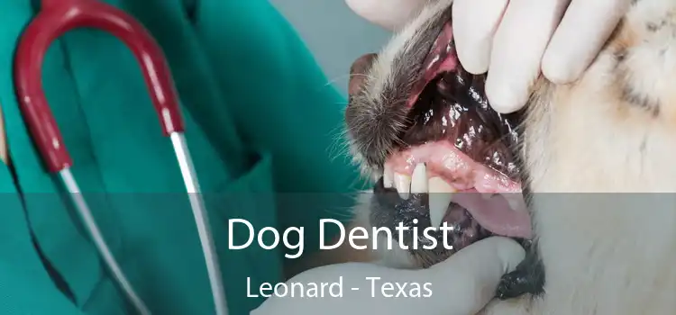 Dog Dentist Leonard - Texas