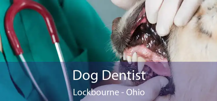 Dog Dentist Lockbourne - Ohio