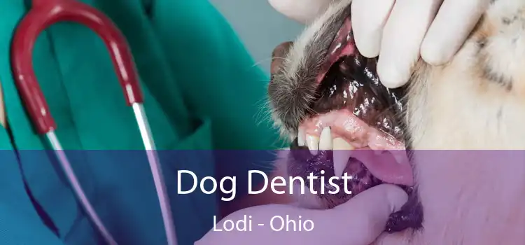 Dog Dentist Lodi - Ohio