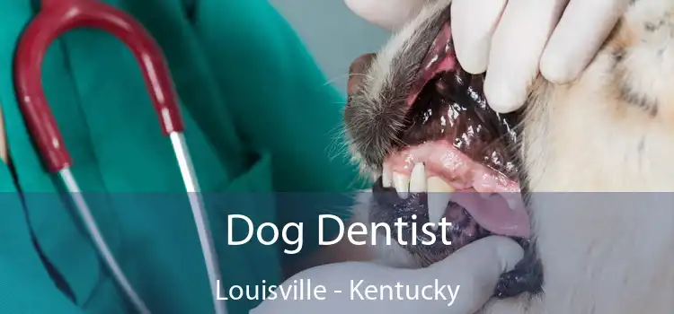 Dog Dentist Louisville - Kentucky