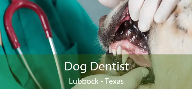 Dog Dentist Lubbock - Texas