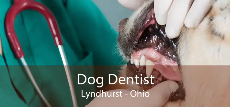 Dog Dentist Lyndhurst - Ohio