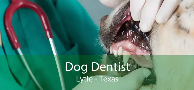 Dog Dentist Lytle - Texas