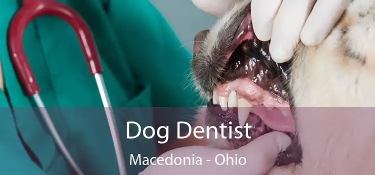 Dog Dentist Macedonia - Ohio