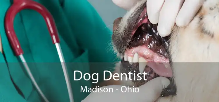 Dog Dentist Madison - Ohio