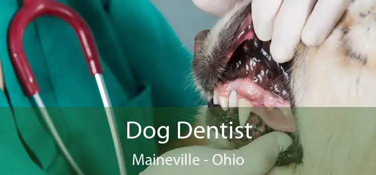 Dog Dentist Maineville - Ohio