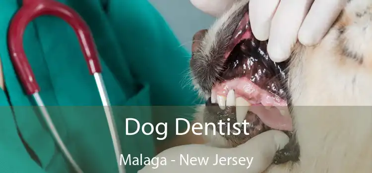 Dog Dentist Malaga - New Jersey