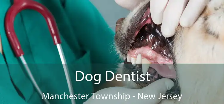 Dog Dentist Manchester Township - New Jersey