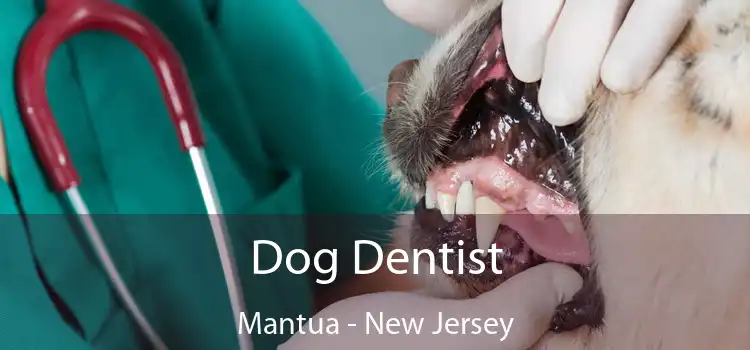 Dog Dentist Mantua - New Jersey