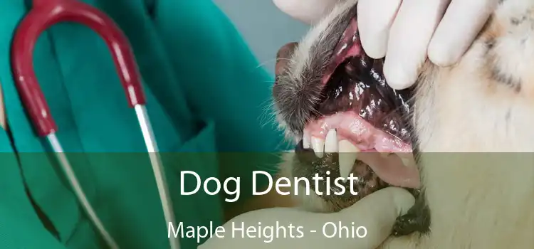 Dog Dentist Maple Heights - Ohio