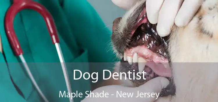 Dog Dentist Maple Shade - New Jersey