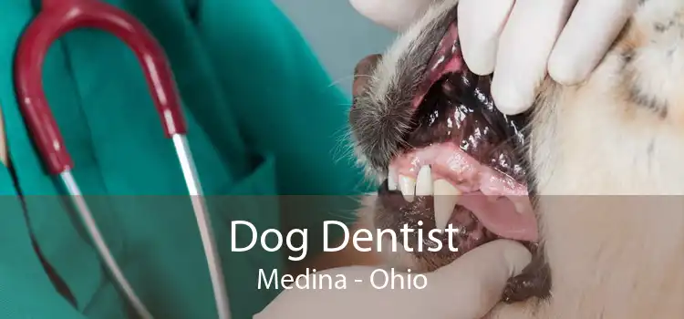 Dog Dentist Medina - Ohio