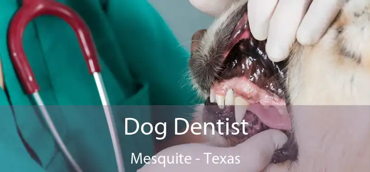 Dog Dentist Mesquite - Texas