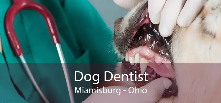 Dog Dentist Miamisburg - Ohio