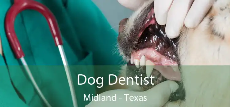 Dog Dentist Midland - Texas