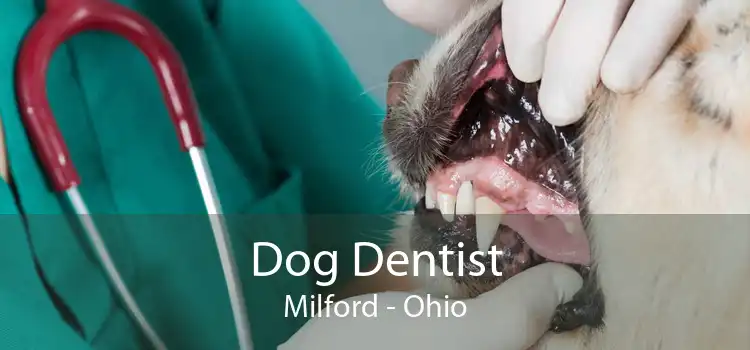 Dog Dentist Milford - Ohio