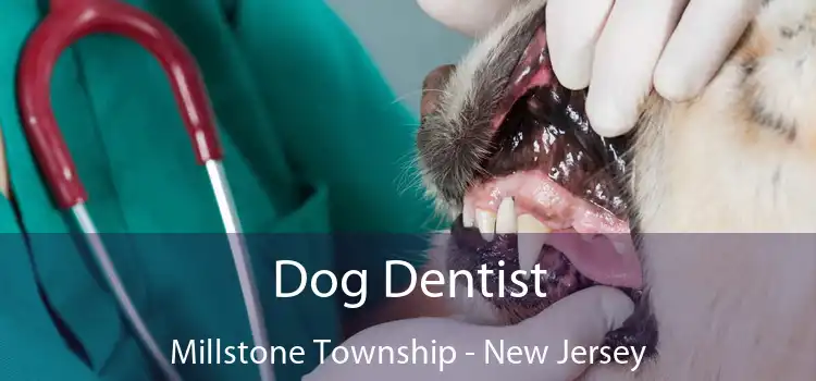 Dog Dentist Millstone Township - New Jersey