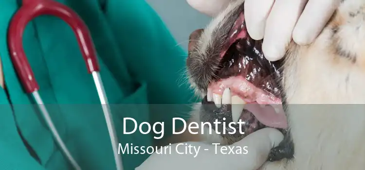 Dog Dentist Missouri City - Texas