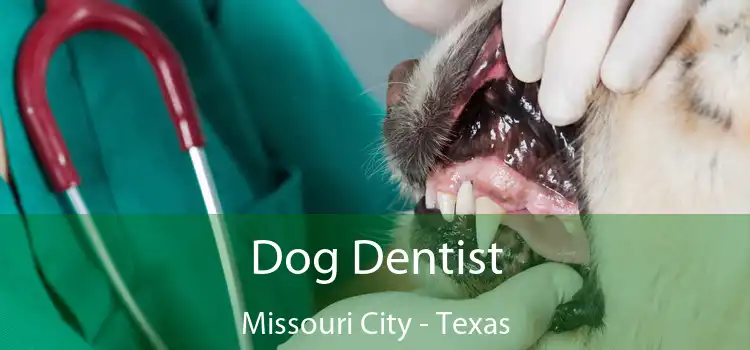 Dog Dentist Missouri City - Texas