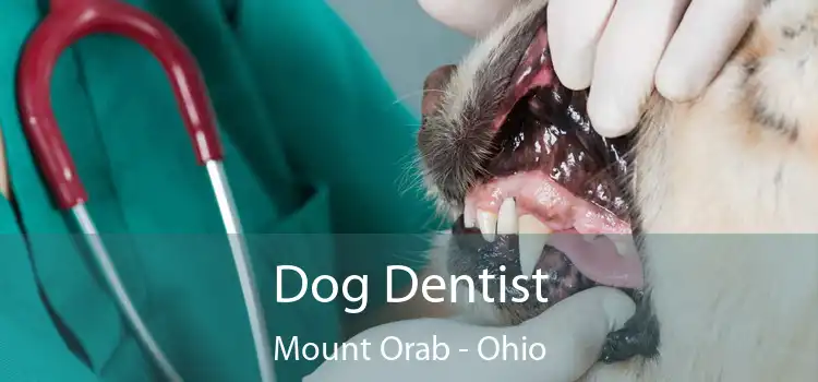 Dog Dentist Mount Orab - Ohio