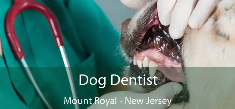 Dog Dentist Mount Royal - New Jersey