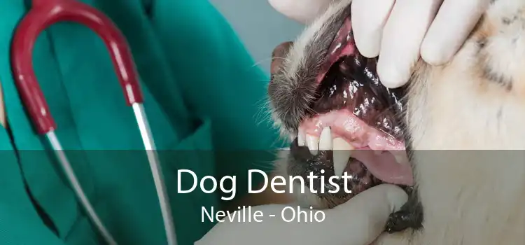 Dog Dentist Neville - Ohio