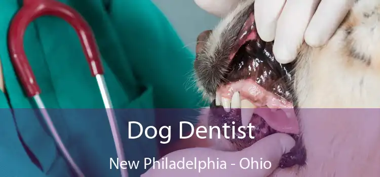 Dog Dentist New Philadelphia - Ohio