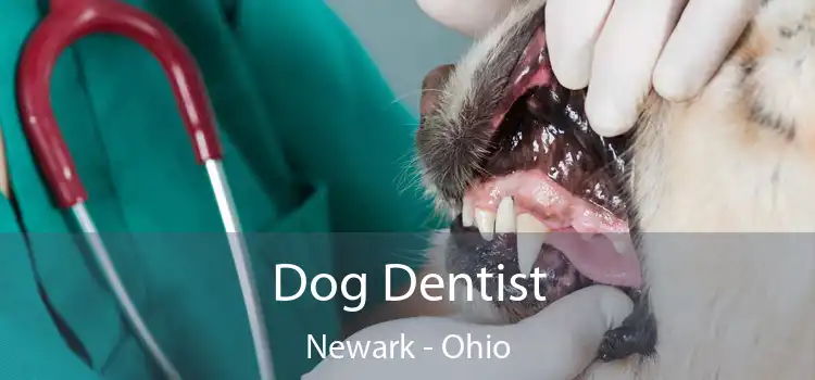 Dog Dentist Newark - Ohio