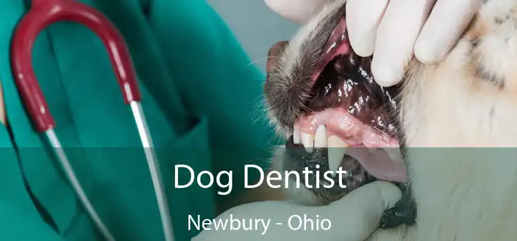 Dog Dentist Newbury - Ohio