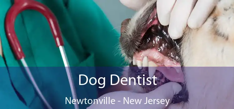 Dog Dentist Newtonville - New Jersey