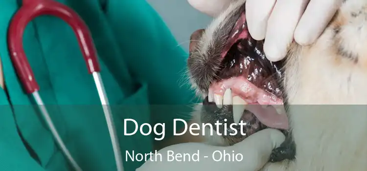 Dog Dentist North Bend - Ohio