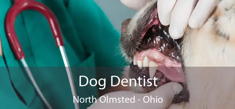 Dog Dentist North Olmsted - Ohio