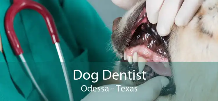 Dog Dentist Odessa - Texas