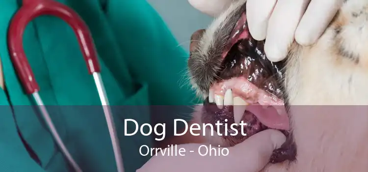 Dog Dentist Orrville - Ohio