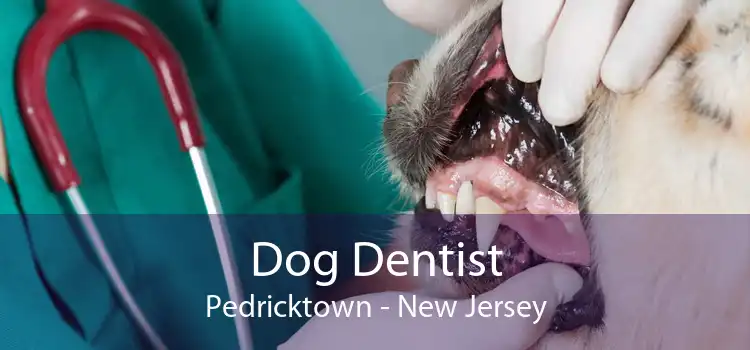 Dog Dentist Pedricktown - New Jersey