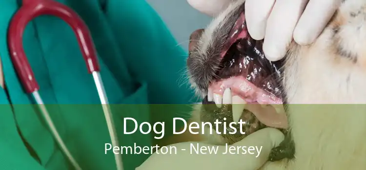 Dog Dentist Pemberton - New Jersey