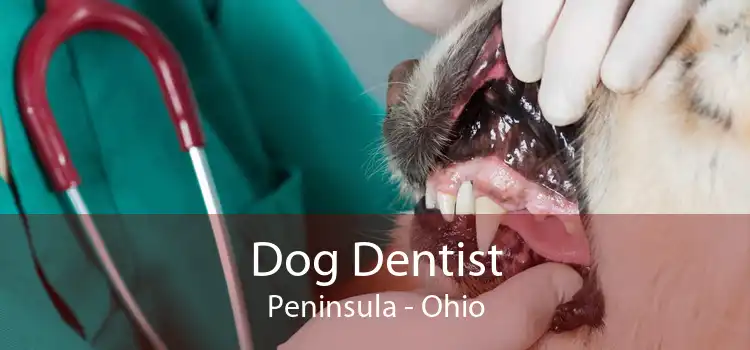 Dog Dentist Peninsula - Ohio