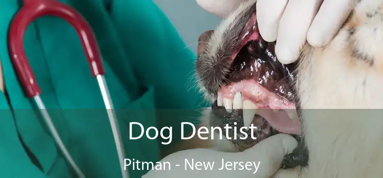 Dog Dentist Pitman - New Jersey