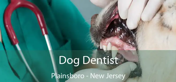 Dog Dentist Plainsboro - New Jersey