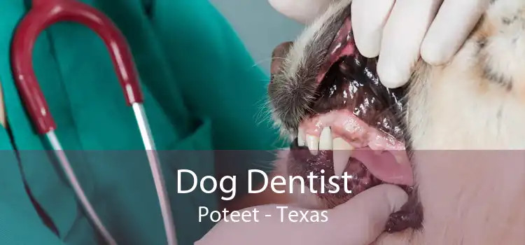 Dog Dentist Poteet - Texas